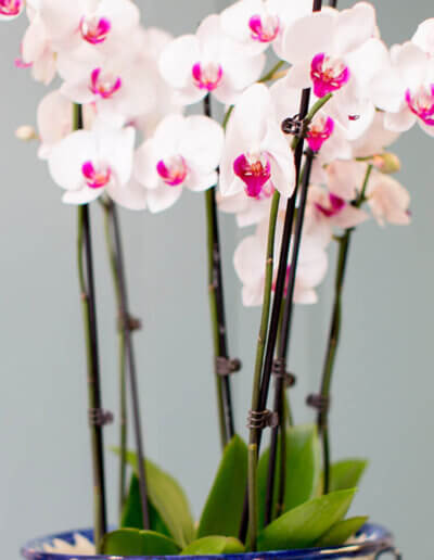 white and magenta flowers.